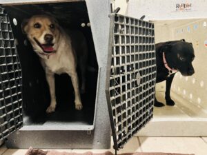 Crate training