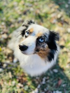 Dog training - blue eyes