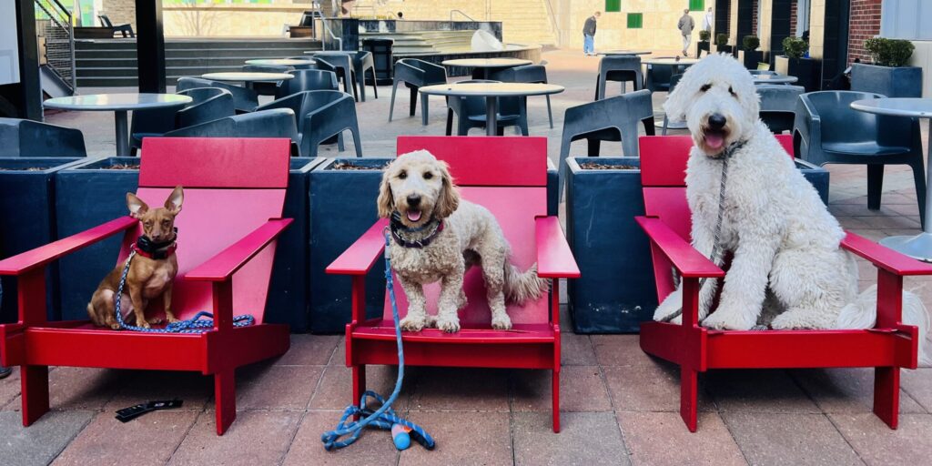 Dog Training in Fairway Woods, KS