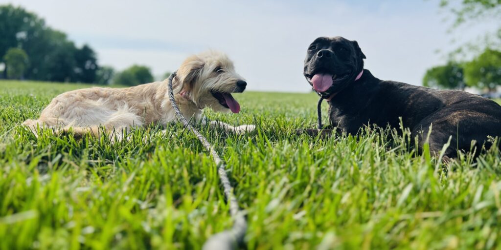 Dog Trainer in Ossipee
