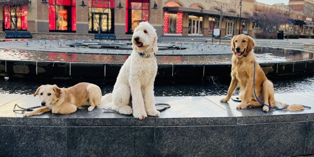 Dog Trainer in Farmington