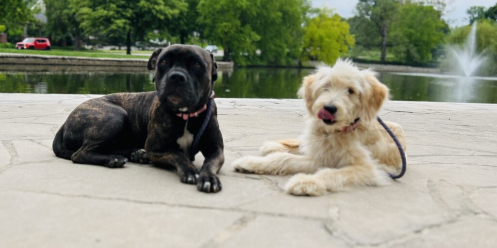 Dog Trainer in Seagrove