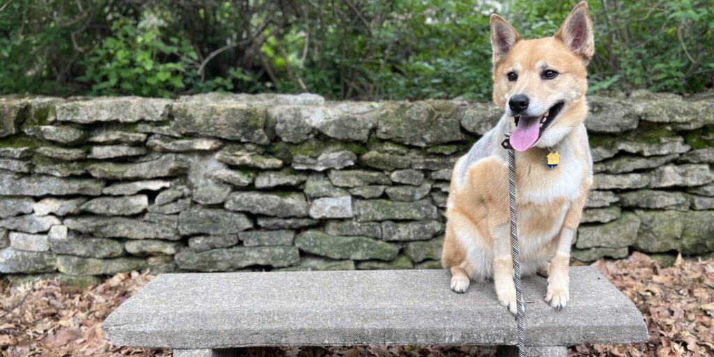 Dog Trainer in Shacktown