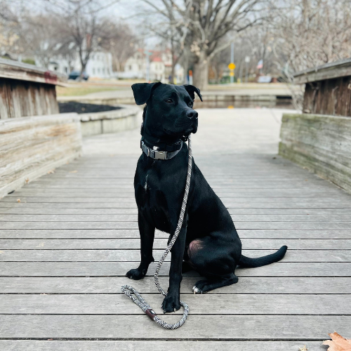 Dog Trainer in Winchester