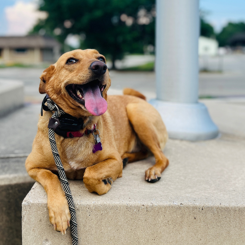 Dog Trainer in Worden