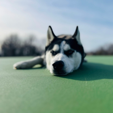 St. Louis dog training