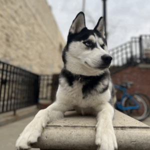 Four Week Board and Train