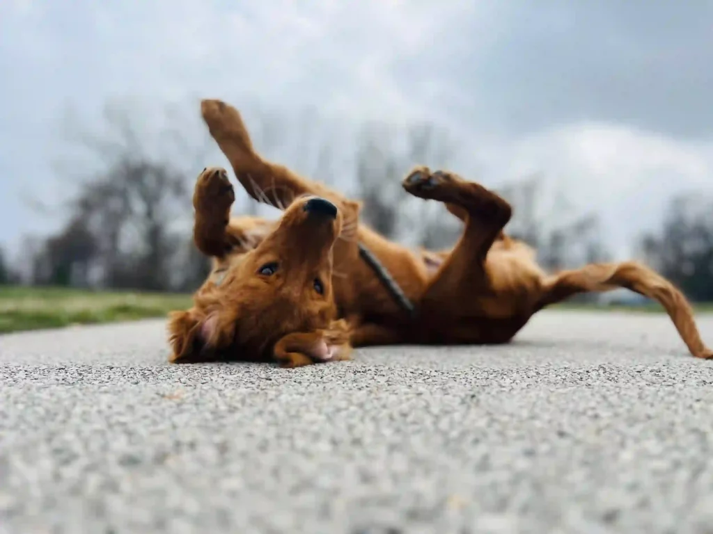 #1 Rated Dog Training Facility