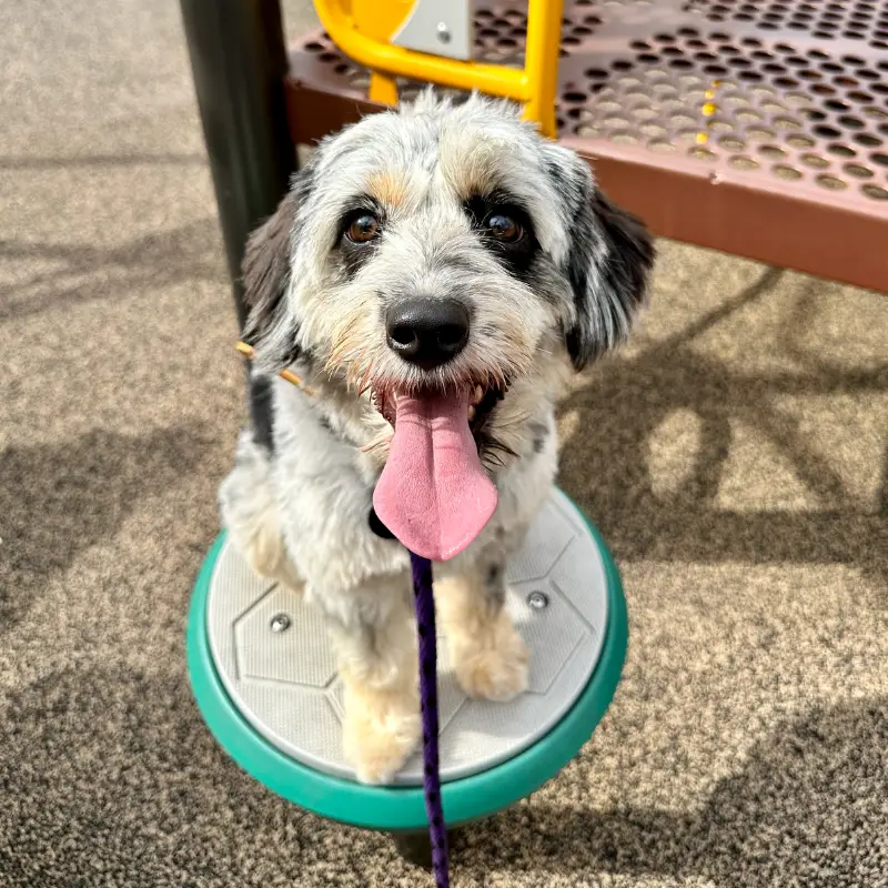 Dog Training Benefits
