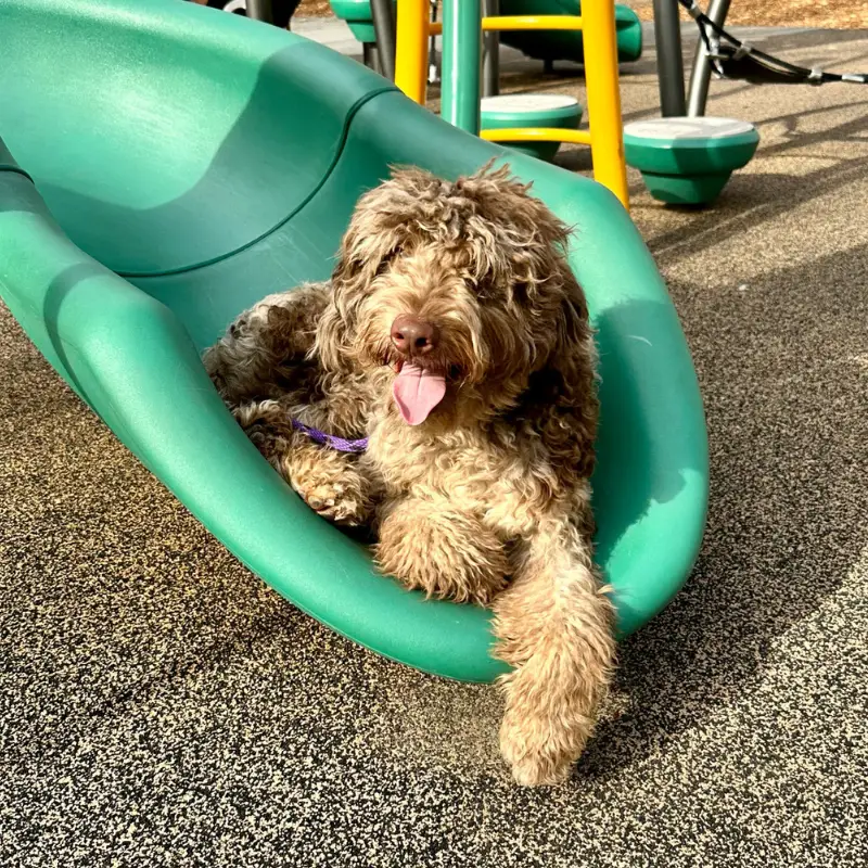 Dog Training Benefits