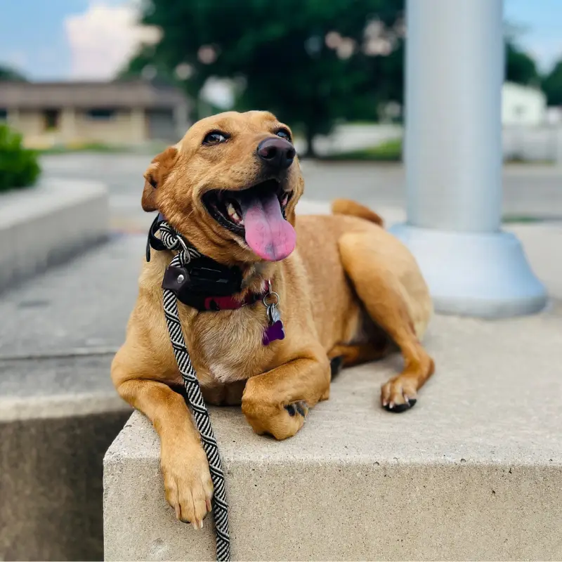 Dog Training Benefits