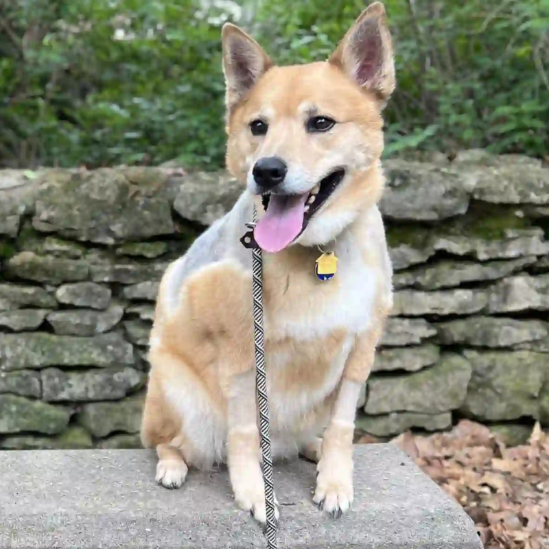 Four week dog board and train