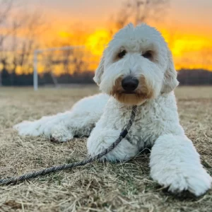 kansas city dog training