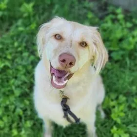 san antonio dog training