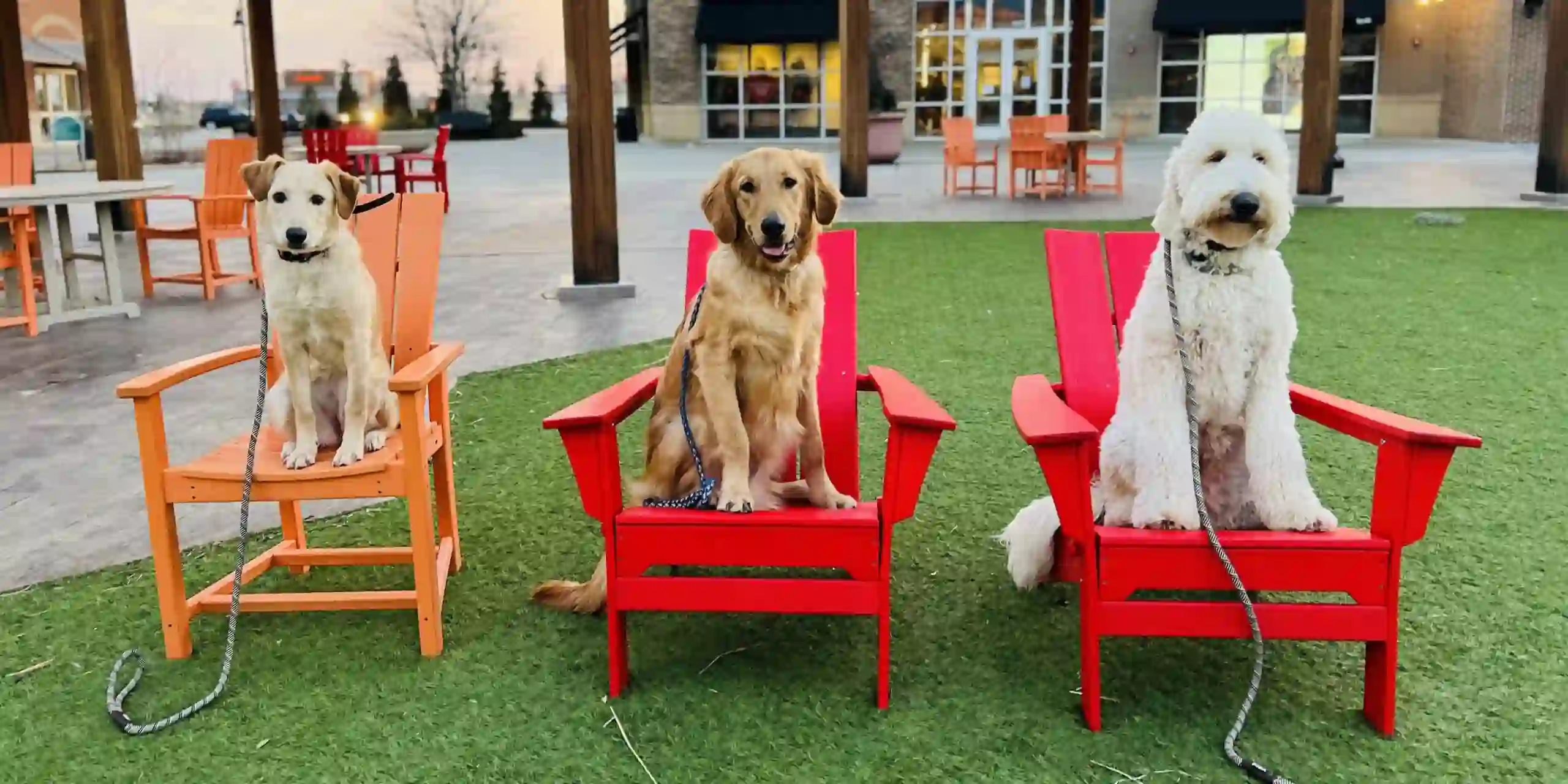 Top dog training school