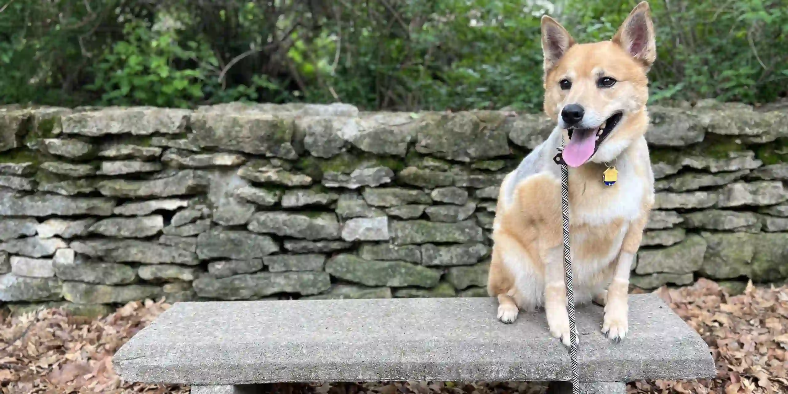 Top dog training school