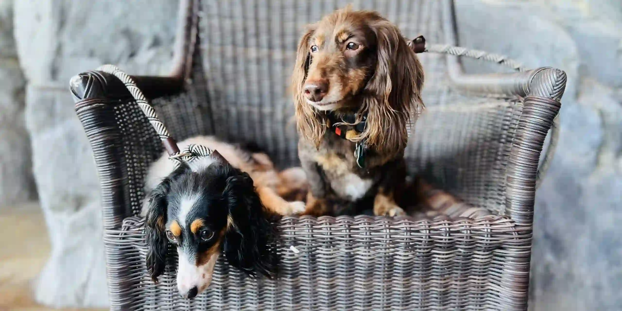 Top dog training school