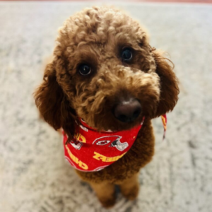 Kansas City Dog Training