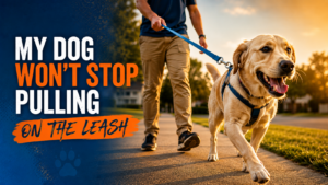 my dog won't stop pulling on the leash
