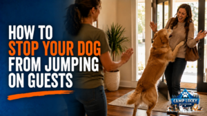 how to stop dog from jumping on guests