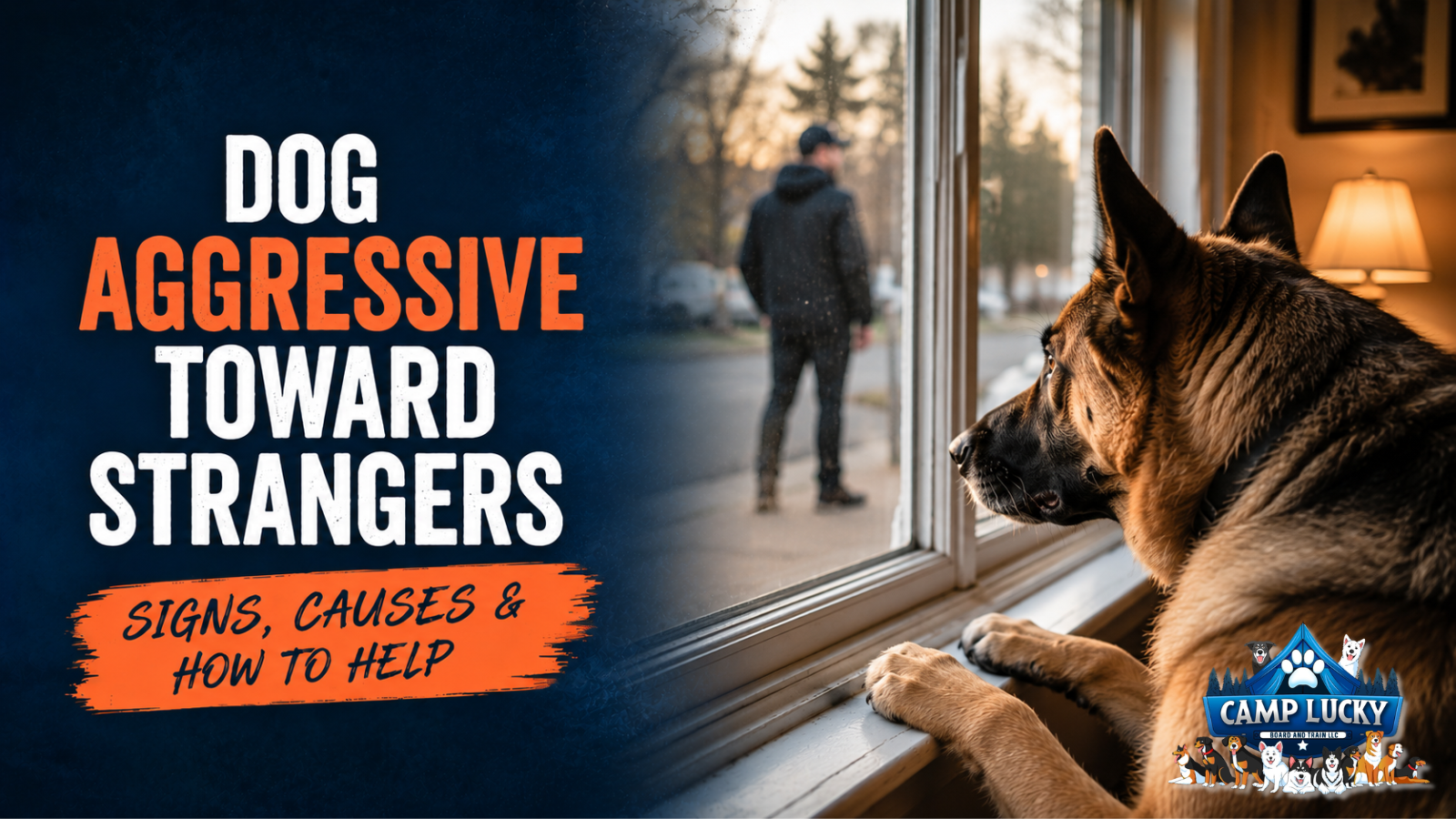 dog aggressive toward strangers