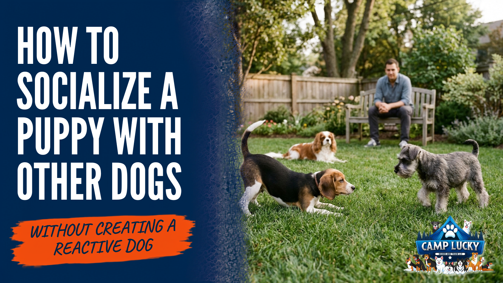 how to socialize a puppy with other dogs